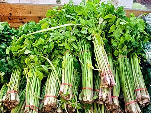 Organic Kintsai Chinese Dark Green Celery Seeds Heirloom Non-gmo Crisp * 1000 Seeds