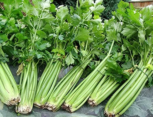 Organic Kintsai Chinese Dark Green Celery Seeds Heirloom Non-gmo Crisp * 1000 Seeds