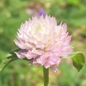 40 Gomphrena Globe Amaranth Frosty Pink Seeds