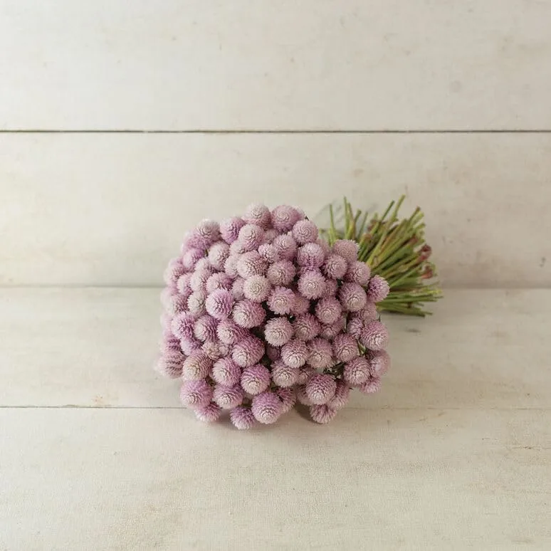 40 Gomphrena Globe Amaranth Frosty Pink Seeds