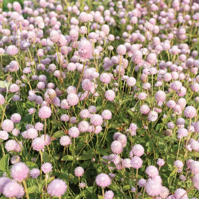 40 Gomphrena Globe Amaranth Frosty Pink Seeds