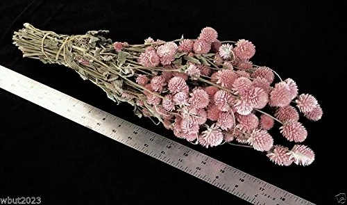 Gomphrena Seeds - Salmon-globe Amaranth ~ -Great for Cutting and Drying 50 Seed
