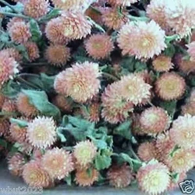Gomphrena Seeds - Salmon-globe Amaranth ~ -Great for Cutting and Drying 50 Seed