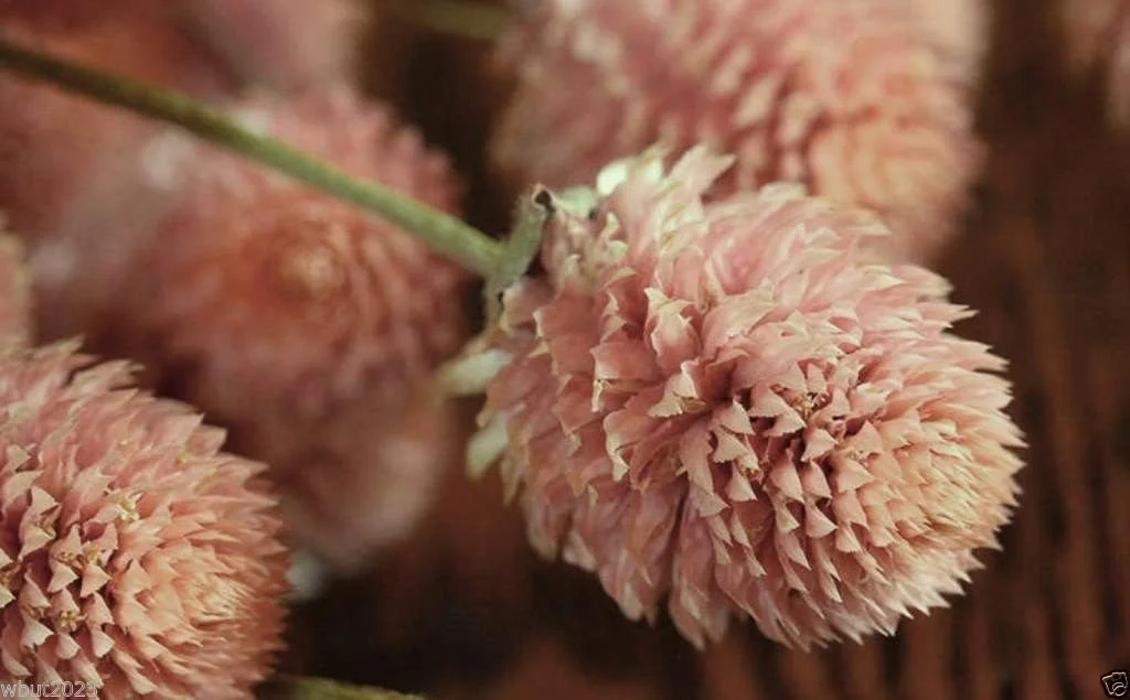 Gomphrena Seeds - Salmon-globe Amaranth ~ -Great for Cutting and Drying 50 Seed