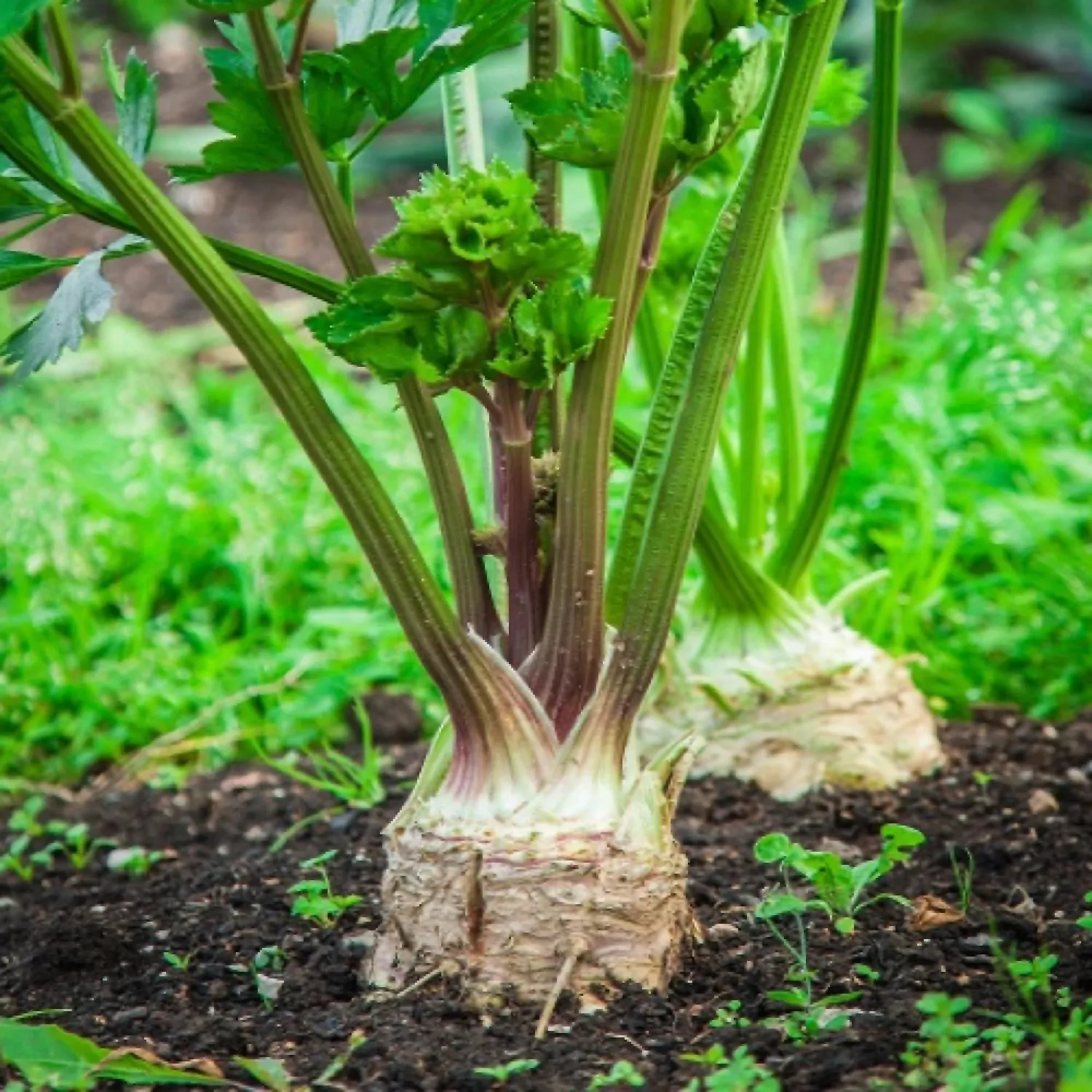 Celeriac Giant Prague Select: 100-1000 - 5000 Seeds Biennial OP Large Smooth Hardy Shelf Life (5000 Seeds)