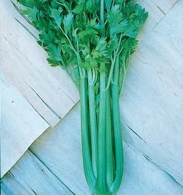 Park Seed Tango Hybrid Celery Seeds, High Yield and Flavorful, Pack of 250 Seeds
