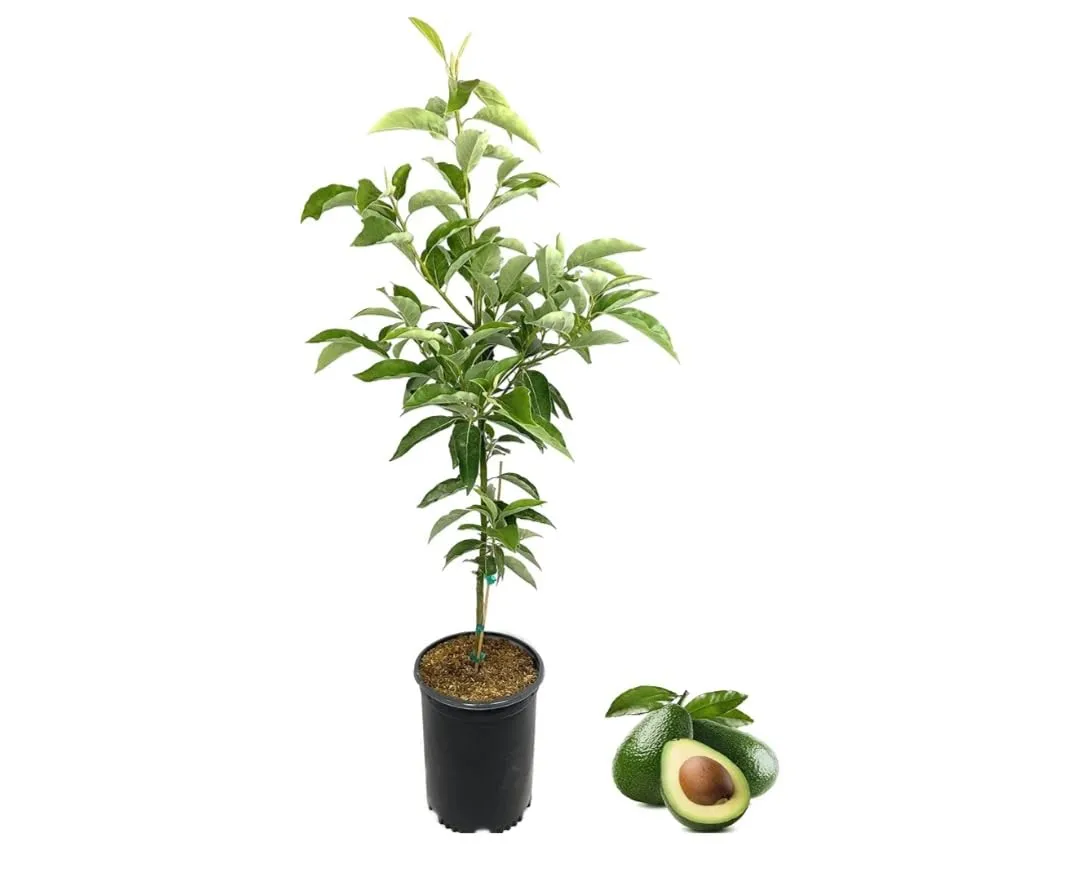 Avocado Tree Ready to Plant, Guacamole,Salad
