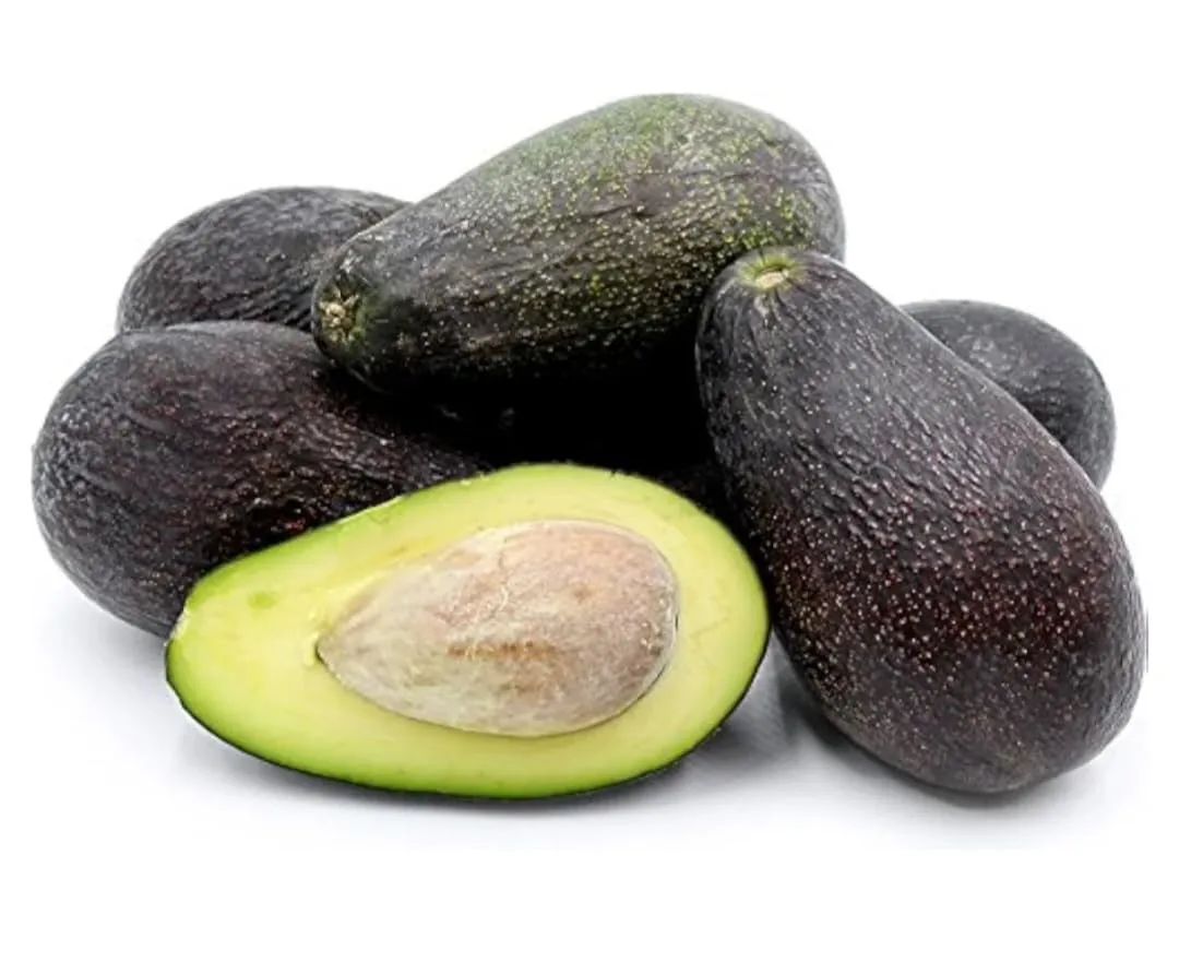 Avocado Tree Ready to Plant, Guacamole,Salad