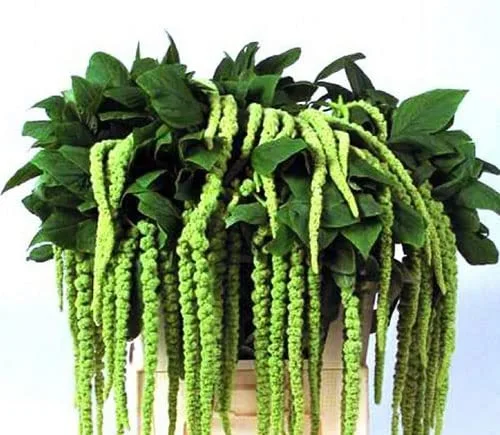 Seeds Amaranth Green Cascade Annual Flowers