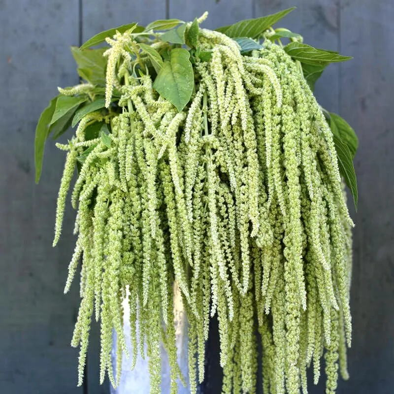 Seeds Amaranth Green Cascade Annual Flowers