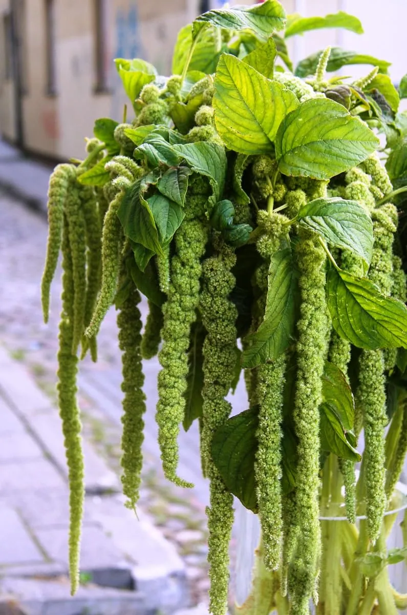 Seeds Amaranth Green Cascade Annual Flowers