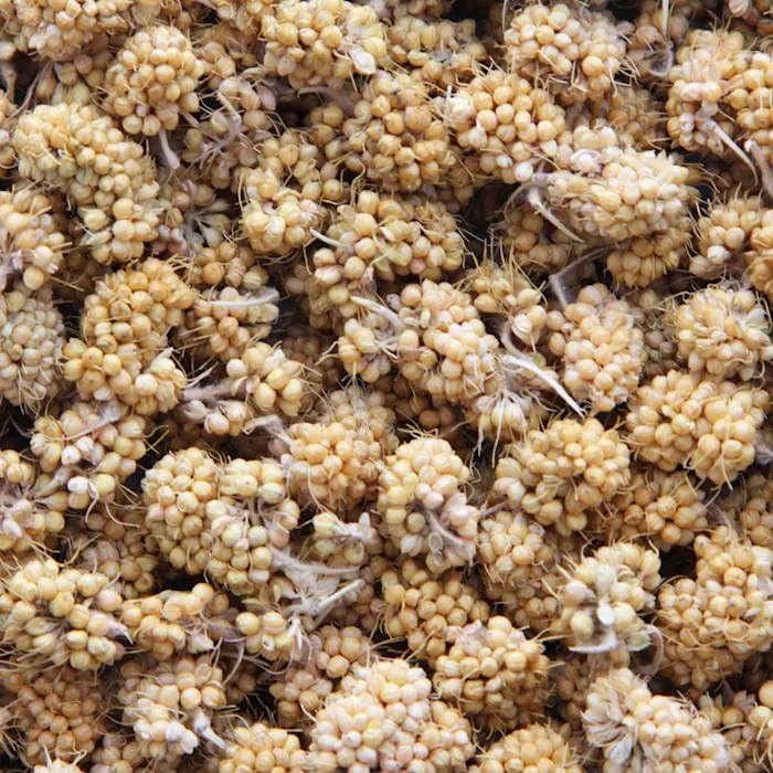 Higgins Sunburst Millet Bits 1 Ounce