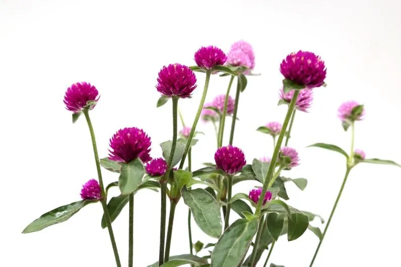 Globe Amaranth Gomphrena Mix Dried Cut Flower Premium Seeds for Planting Packet