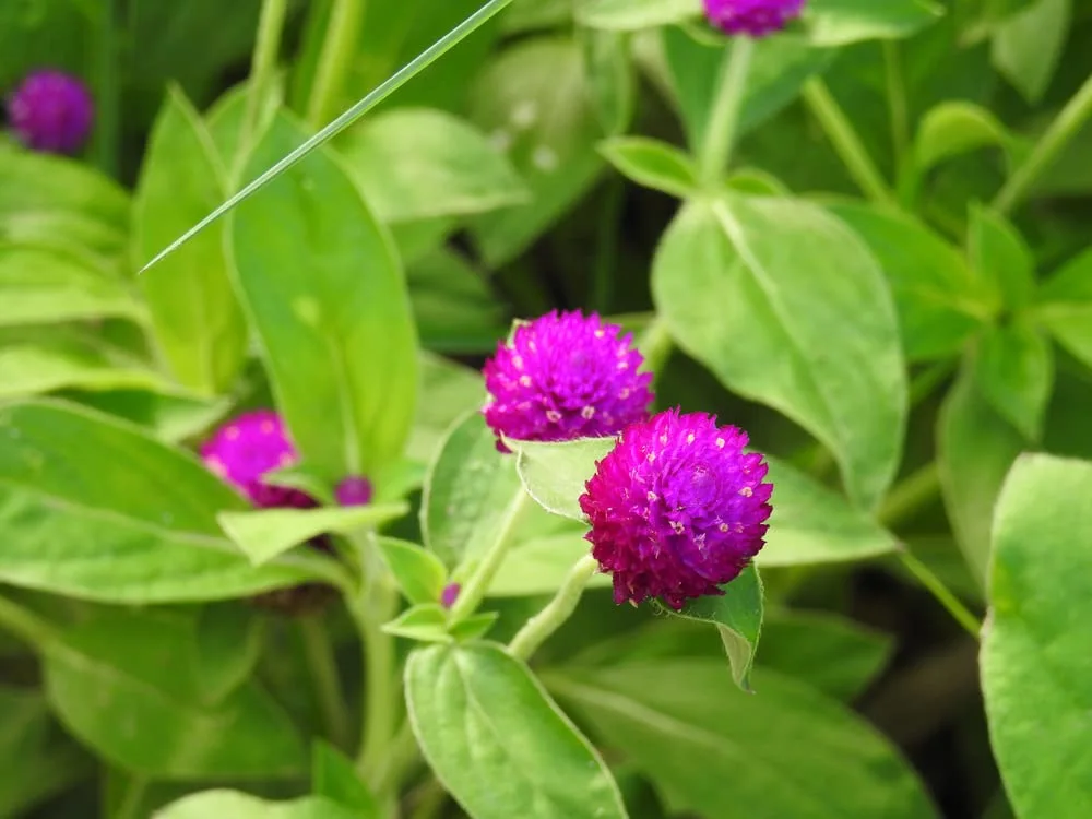 Globe Amaranth Seeds for Planting - Gomphrena (Gomphrena Globosa Purple) - Stunning Purple Flowers (100 Seeds)