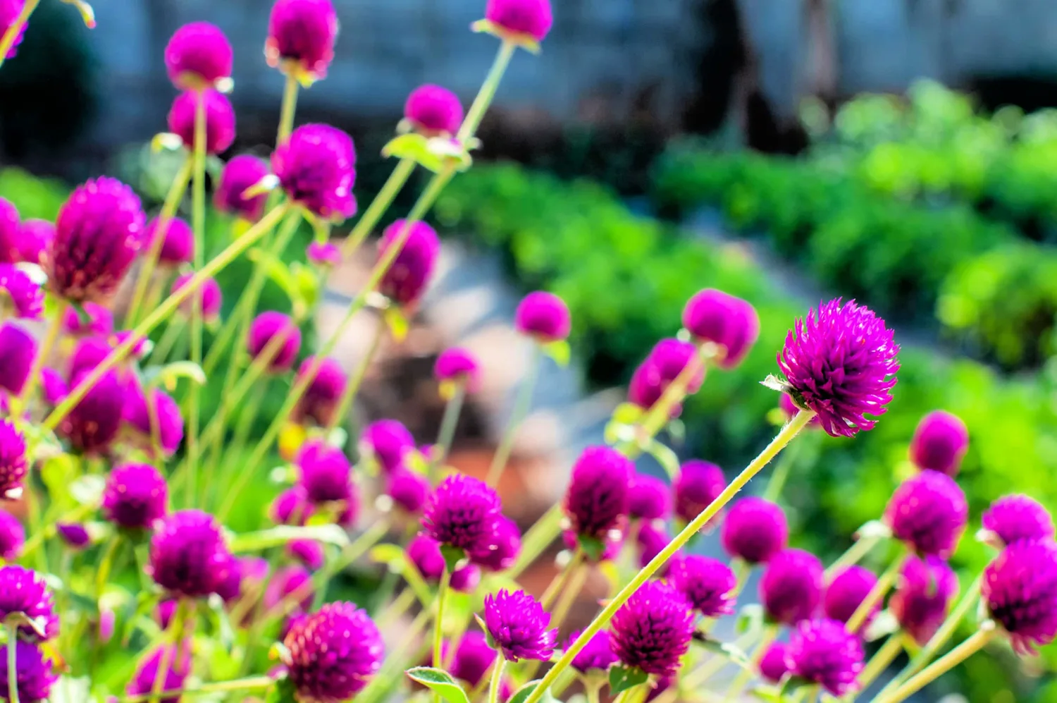 Globe Amaranth Seeds for Planting - Gomphrena (Gomphrena Globosa Purple) - Stunning Purple Flowers (100 Seeds)