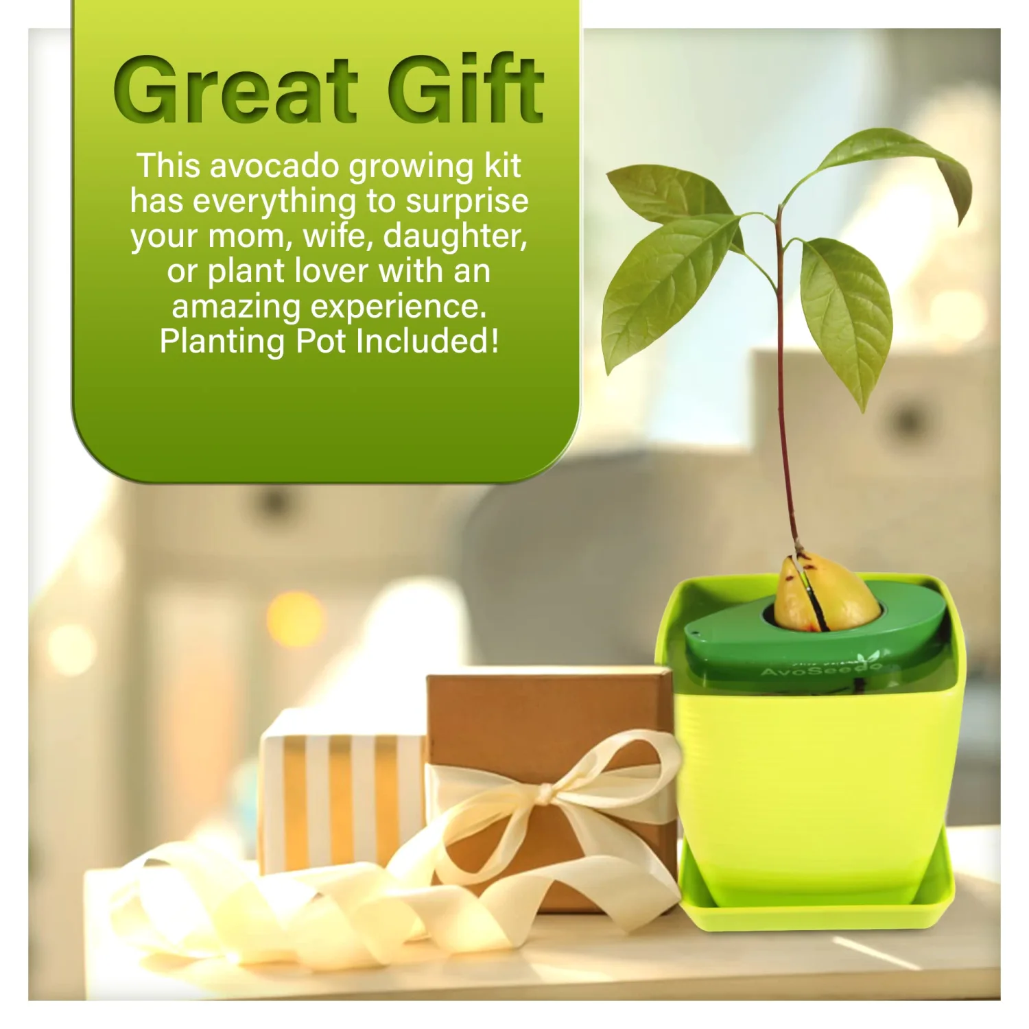 Avocado Tree Growing Kit with Pot, Green, Practical Gifts for Women, Mom, Sister, Best Friend & Kids, Plant Indoors with Novelty Pit Grower Boat & Kitchen Garden Seed Starter