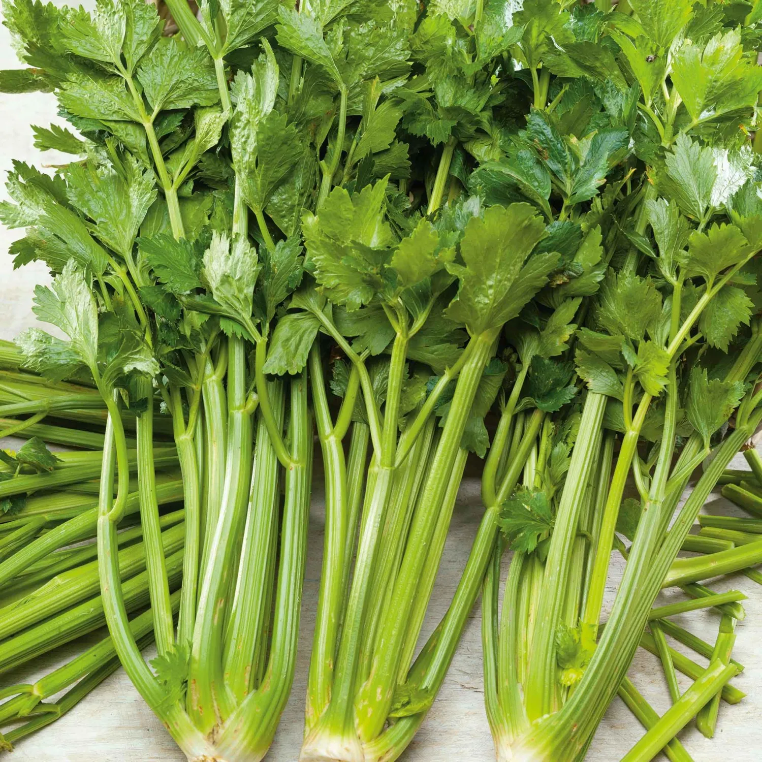 Eden Brothers Celery Seeds - Pascal