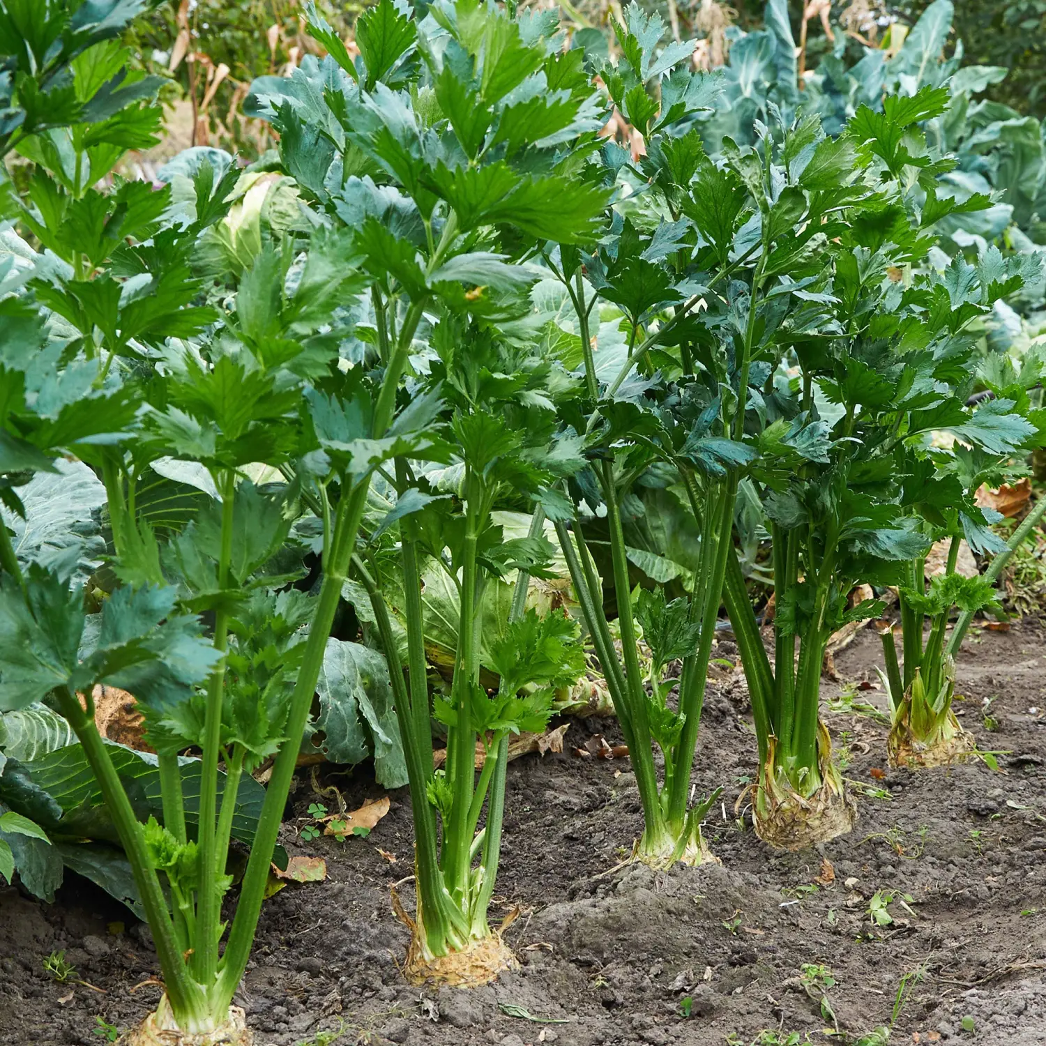 Celery Seeds - Tendercrisp - 500 Mg Packet ~1150 Seeds - Apium graveolens - Farm & Garden Vegetable Seeds - Non-GMO, Heirloom, Open Pollinated, Annual