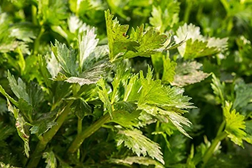 2000 Cutting Leaf Celery Apium Graveolens Soup Vegetable Herb Seeds *Flat Shipping