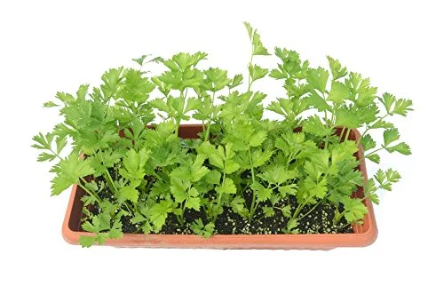 2000 Cutting Leaf Celery Apium Graveolens Soup Vegetable Herb Seeds *Flat Shipping