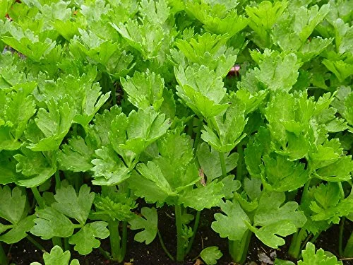 2000 Cutting Leaf Celery Apium Graveolens Soup Vegetable Herb Seeds *Flat Shipping