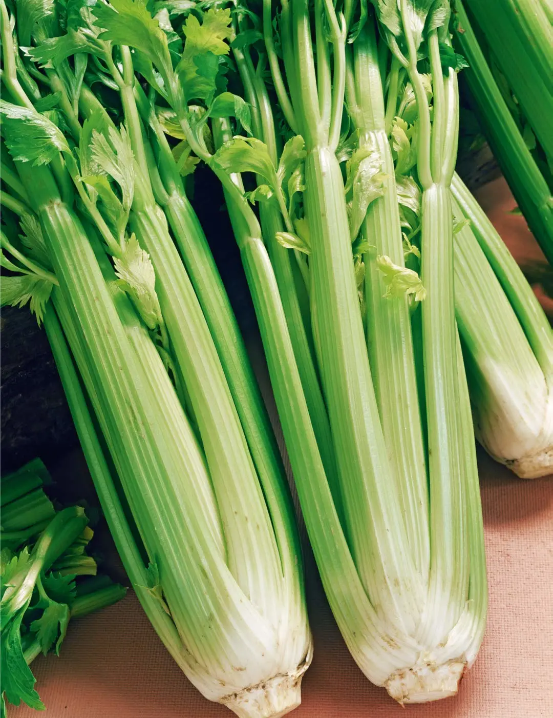 Celery Seed, Utah Tall, 100 Seeds, Heirloom, Non GMO, for Gardening