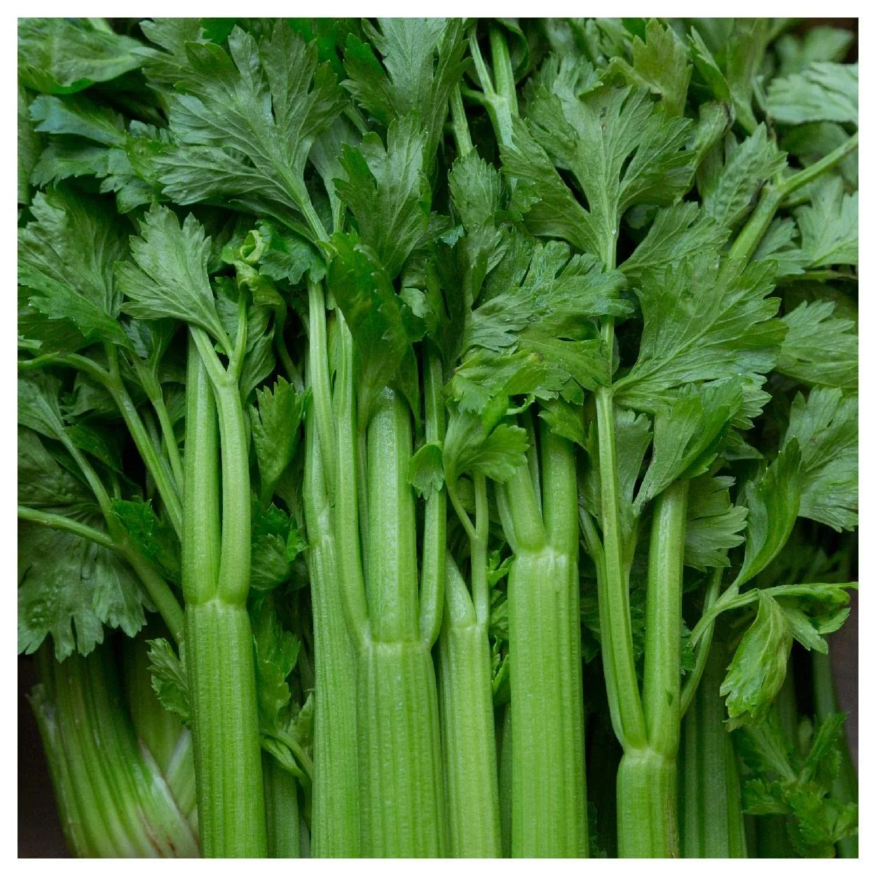 Everwilde Farms - 2000 Tendercrisp Celery Seeds - Gold Vault Jumbo Seed Packet