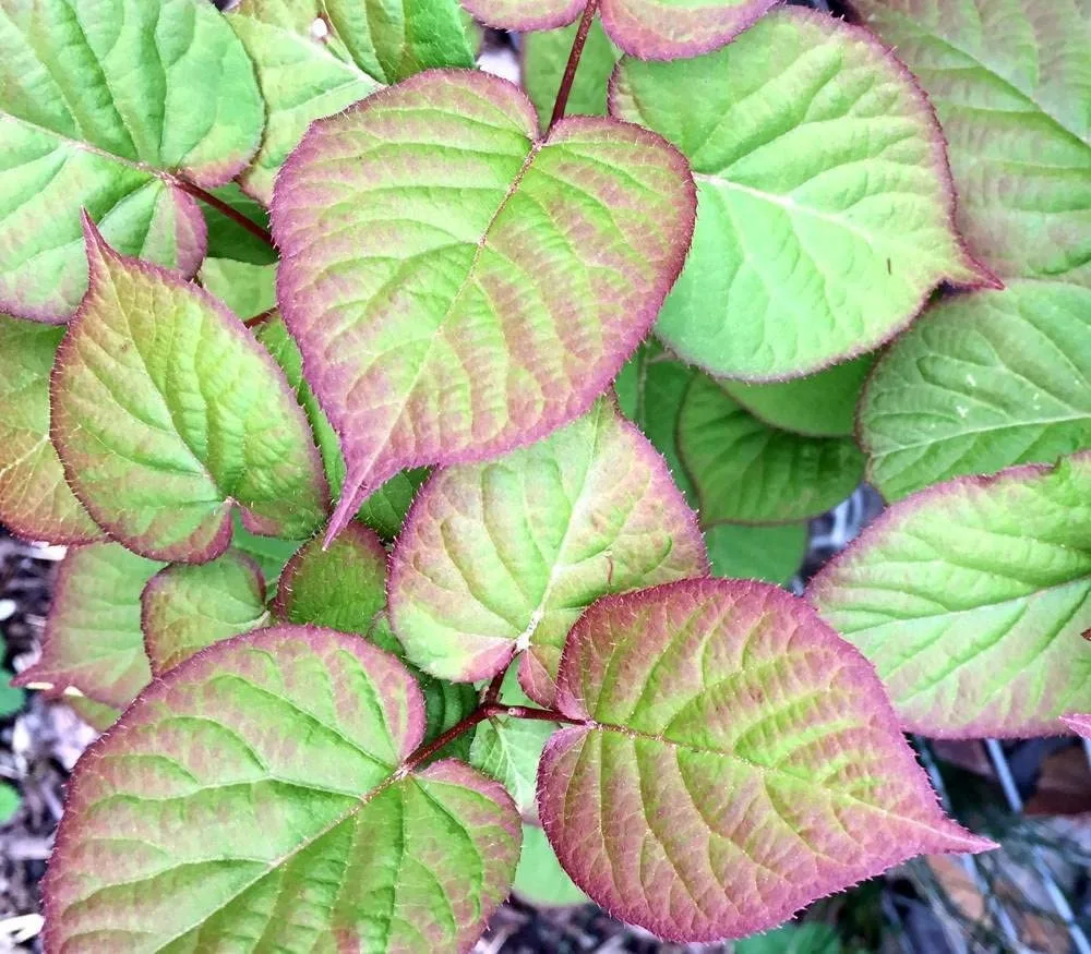 Palm Beach Medicinal Herbs - Arctic Beauty Kiwi (Actinidia kolomikta) - Packet of 5 Seeds