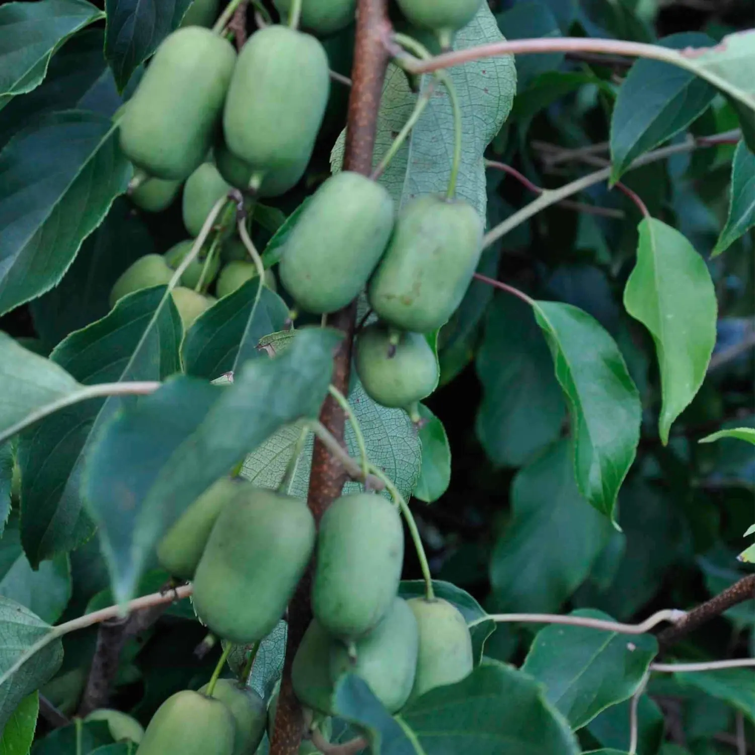 Hardy Kiwi Seeds (Actinidia arguta) Packet of 10 Seeds