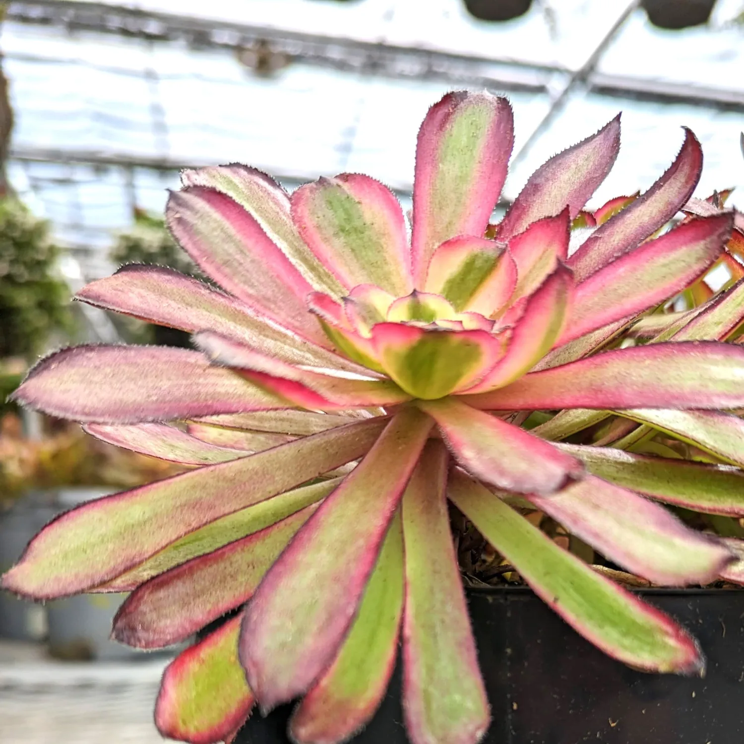 Blissful 1 Aeonium Mardi Gras Cuttings Sizes in Between 2" to 6" Diameter, Easy 2 Grow, Drought Tolerant Pink and Green Rosette Succulents Wedding or Party Favor (Aeonium Mardi Gras)