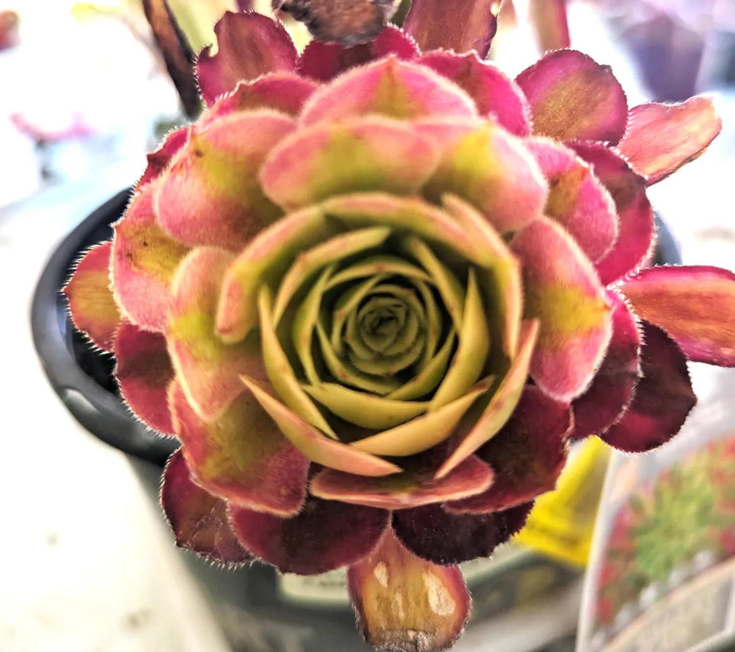 Blissful 1 Aeonium Mardi Gras Cuttings Sizes in Between 2" to 6" Diameter, Easy 2 Grow, Drought Tolerant Pink and Green Rosette Succulents Wedding or Party Favor (Aeonium Mardi Gras)