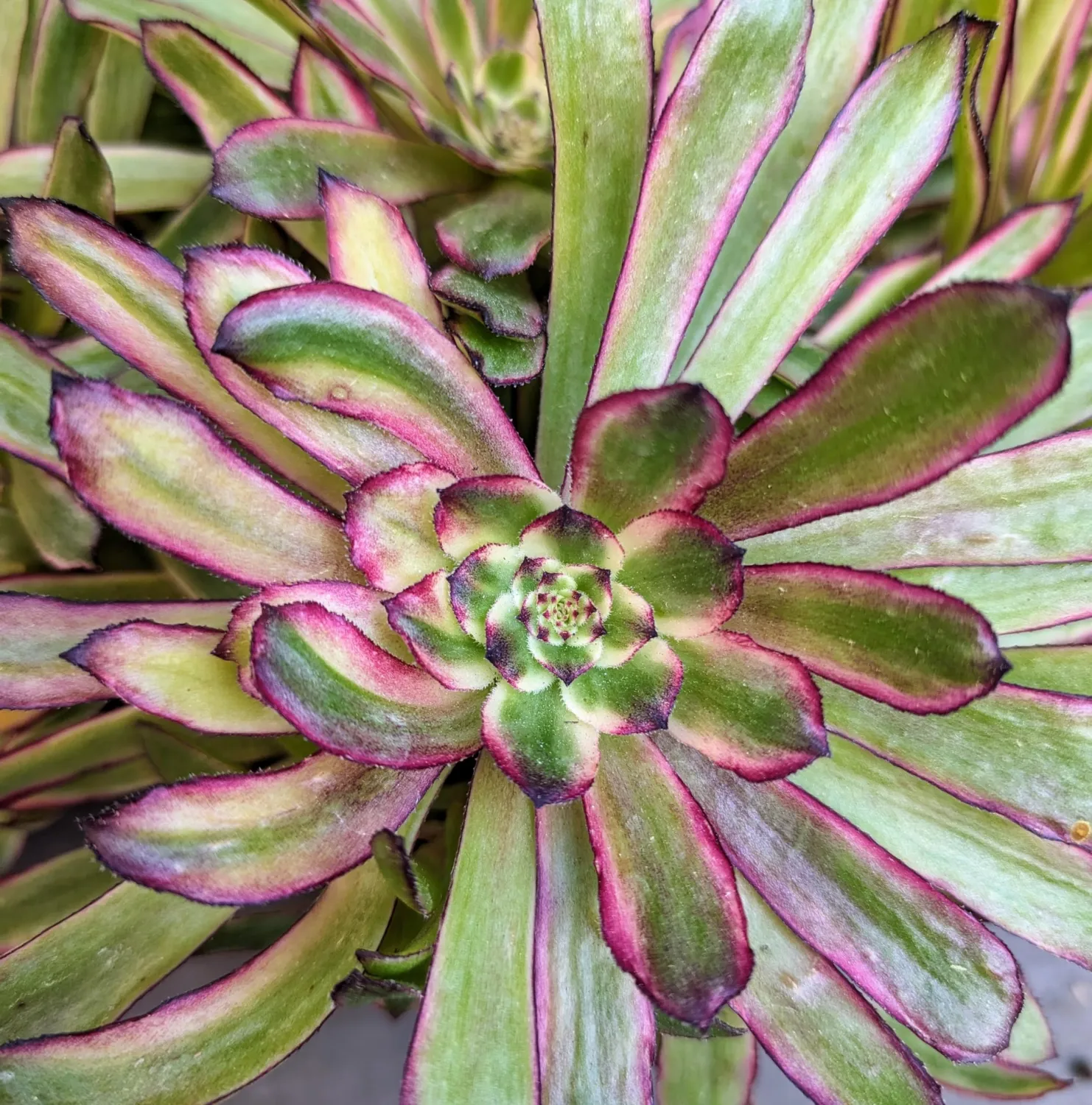Blissful 1 Aeonium Mardi Gras Cuttings Sizes in Between 2" to 6" Diameter, Easy 2 Grow, Drought Tolerant Pink and Green Rosette Succulents Wedding or Party Favor (Aeonium Mardi Gras)