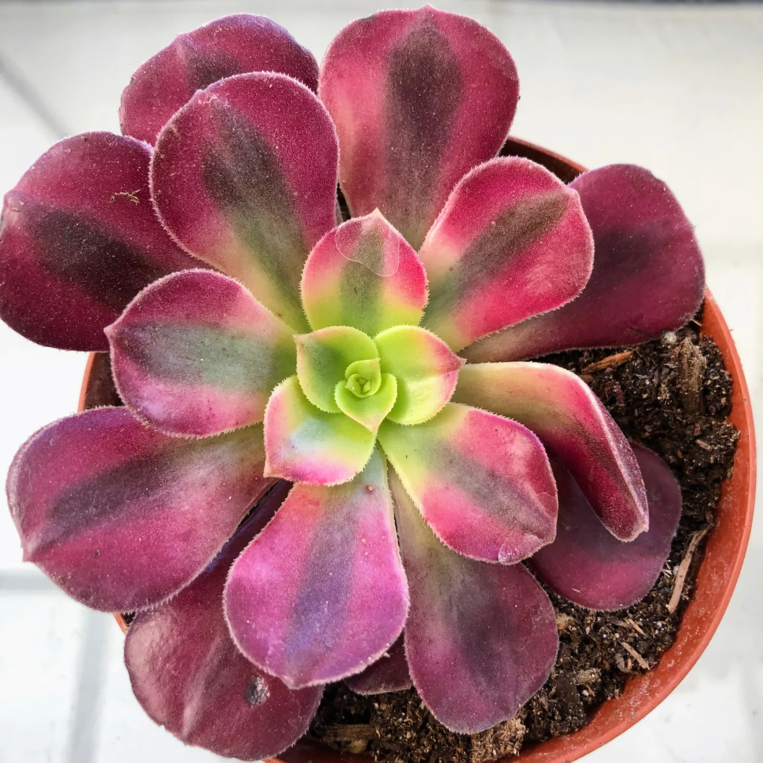 Blissful 1 Aeonium Medusa Beautiful and Rare Succulent Cutting Red and Yellow in The Middle Sizes in Between 2" to 6" Diameter, Easy Growing, Drought Tolerant
