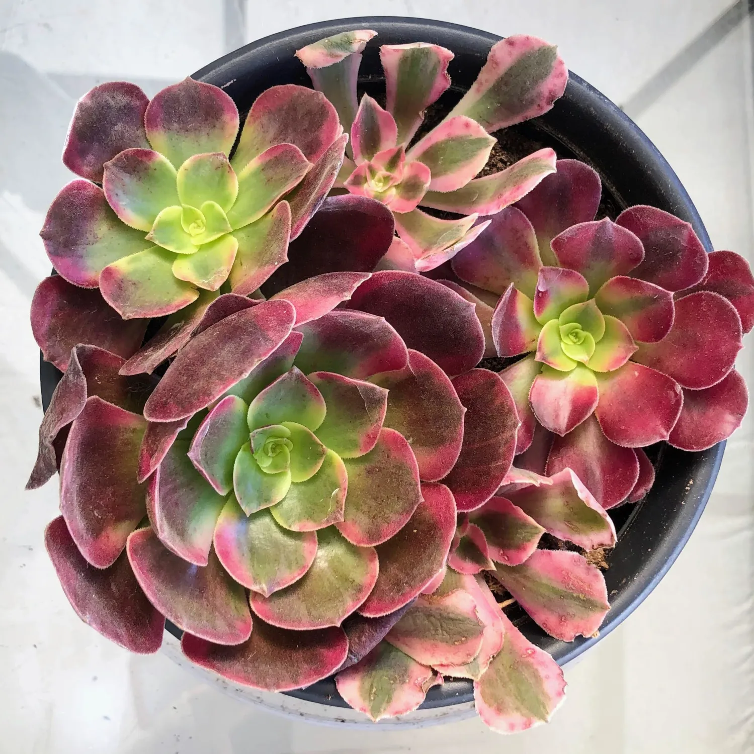 Blissful 1 Aeonium Medusa Beautiful and Rare Succulent Cutting Red and Yellow in The Middle Sizes in Between 2" to 6" Diameter, Easy Growing, Drought Tolerant