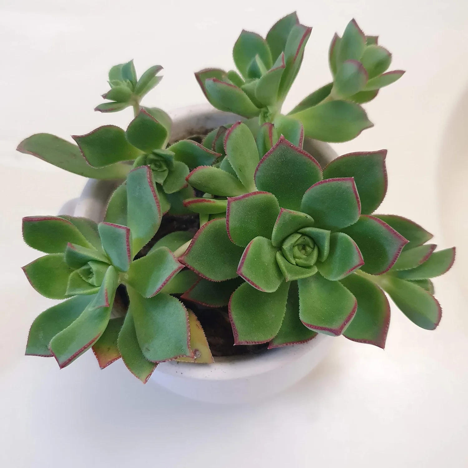 Blissful 5 Aeonium Cuttings Sizes in Between 2" to 6" Diameter, Easy Growing, Drought Tolerant (5 Different Cuttings) (Aeonium Pinwheel)