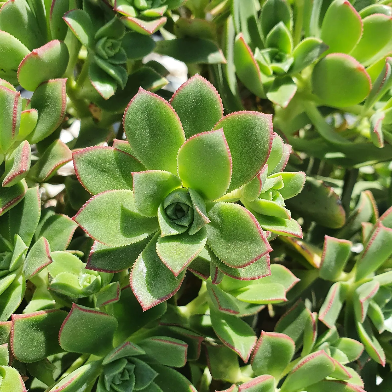 Blissful 5 Aeonium Cuttings Sizes in Between 2" to 6" Diameter, Easy Growing, Drought Tolerant (5 Different Cuttings) (Aeonium Pinwheel)