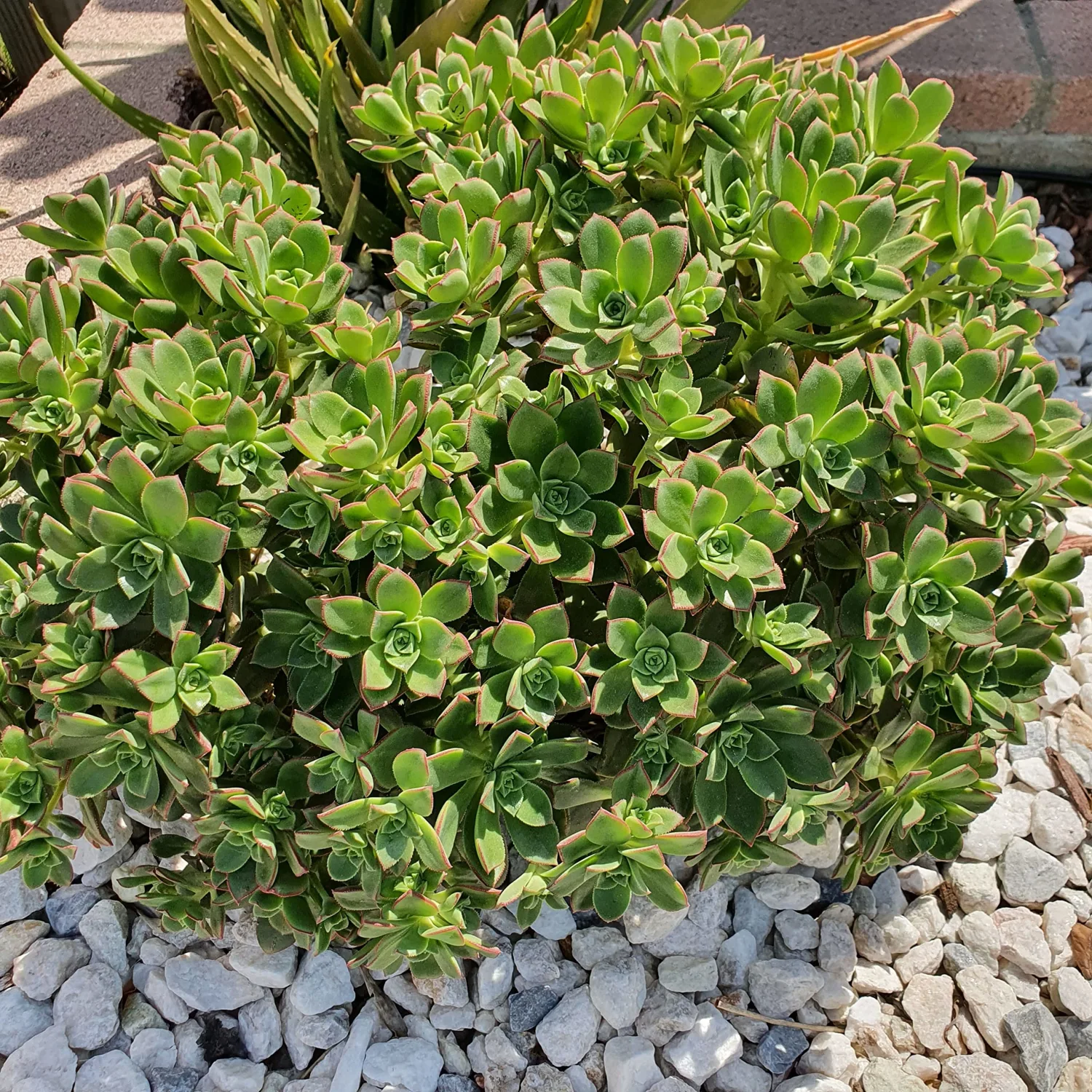 Blissful 5 Aeonium Cuttings Sizes in Between 2" to 6" Diameter, Easy Growing, Drought Tolerant (5 Different Cuttings) (Aeonium Pinwheel)