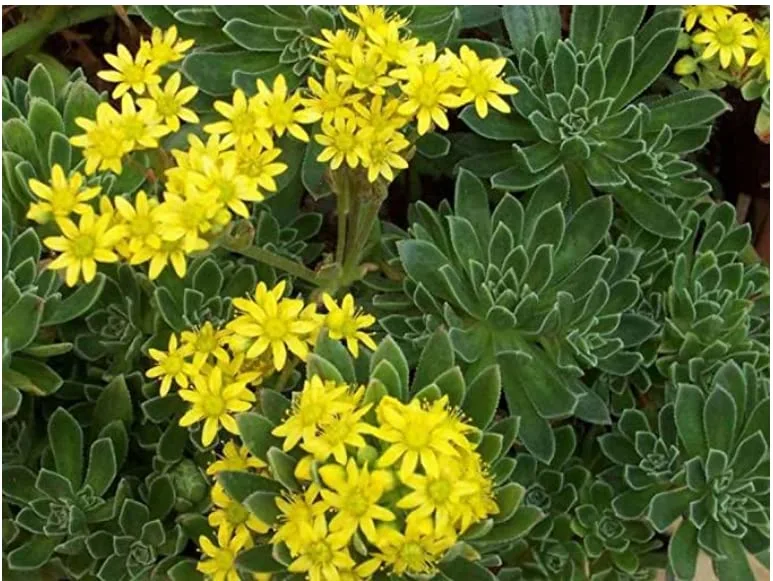 Blissful 5 Aeonium Simsii Cuttings Sizes in Between 2" to 6" Diameter, Easy Growing, Drought Tolerant, Outdoor Wedding Decoration DIY Projects Party Favor (Aeonium Simsii)
