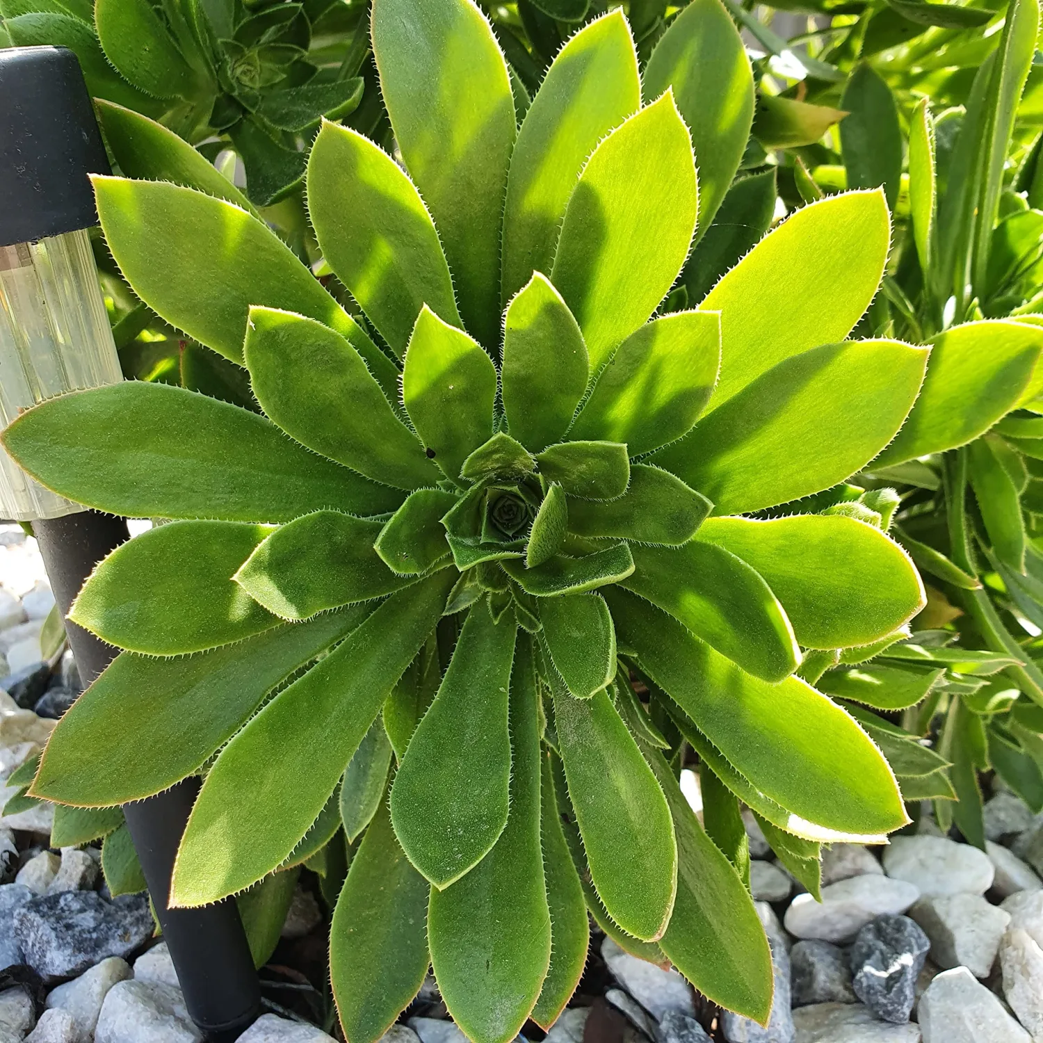 Blissful 5 Aeonium Simsii Cuttings Sizes in Between 2" to 6" Diameter, Easy Growing, Drought Tolerant, Outdoor Wedding Decoration DIY Projects Party Favor (Aeonium Simsii)