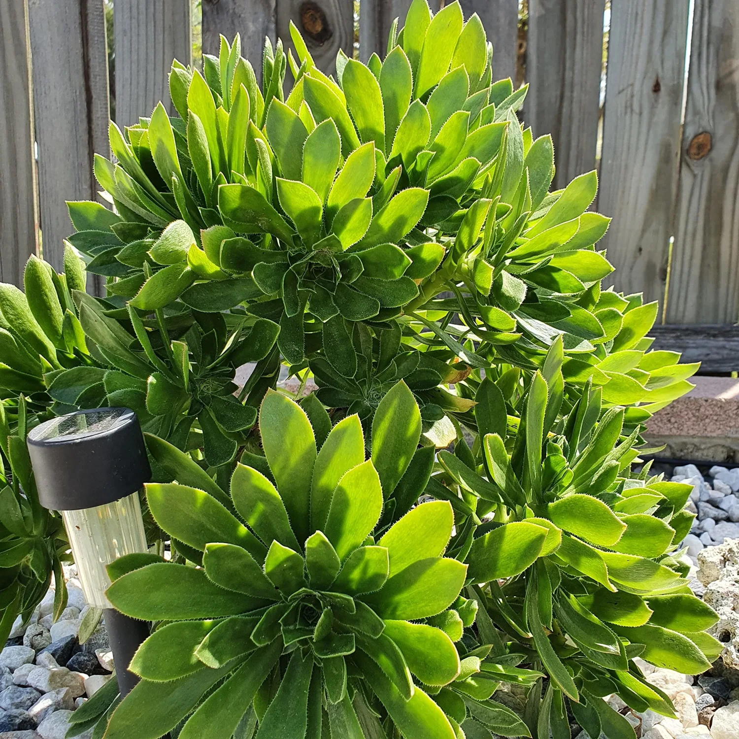 Blissful 5 Aeonium Simsii Cuttings Sizes in Between 2" to 6" Diameter, Easy Growing, Drought Tolerant, Outdoor Wedding Decoration DIY Projects Party Favor (Aeonium Simsii)