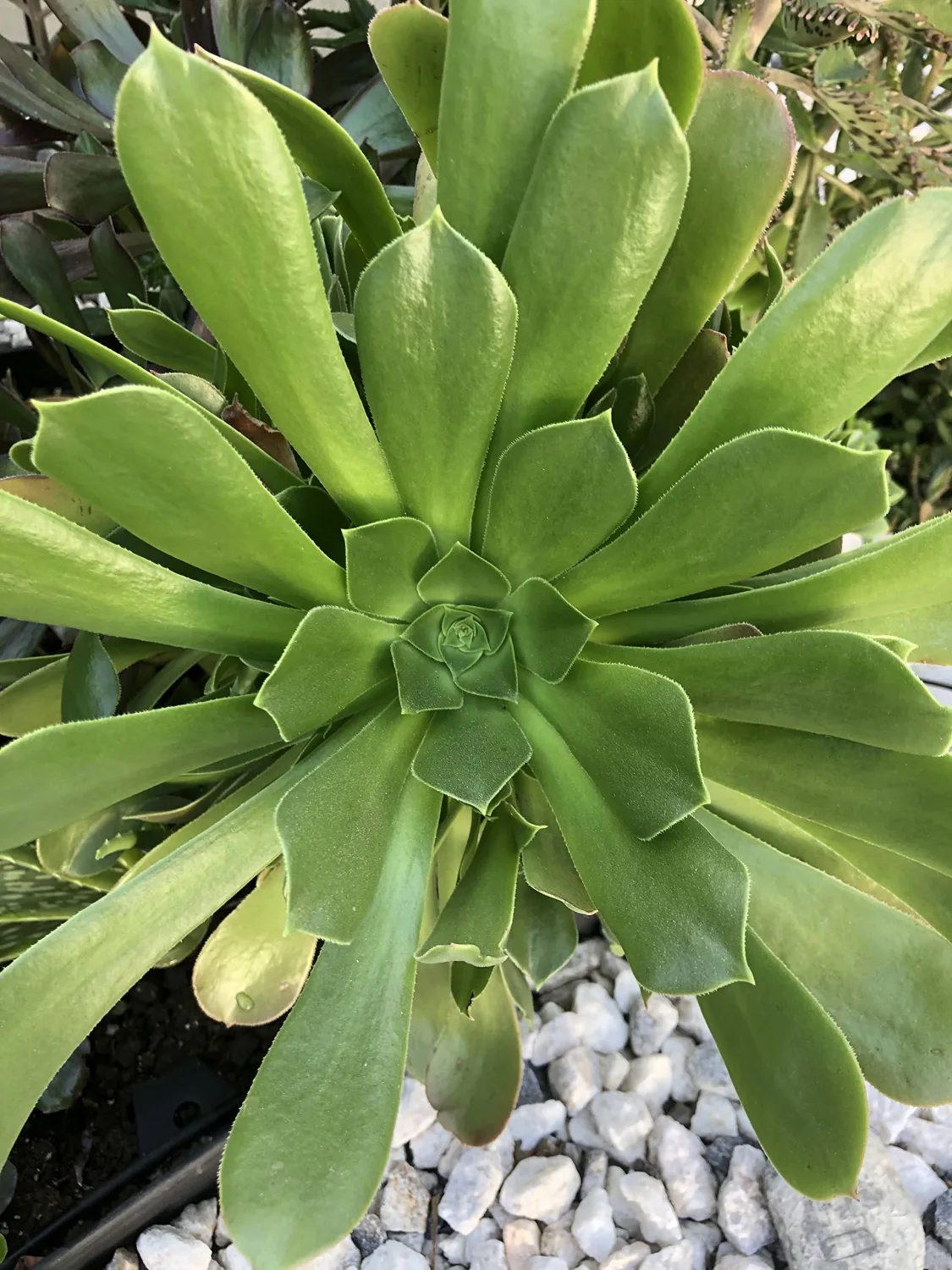 Blissful 5 Aeonium Undulatum Cuttings Sizes in Between 2" to 6" Diameter, Beautiful, Rare, Easy Growing, Drought Tolerant Succulent