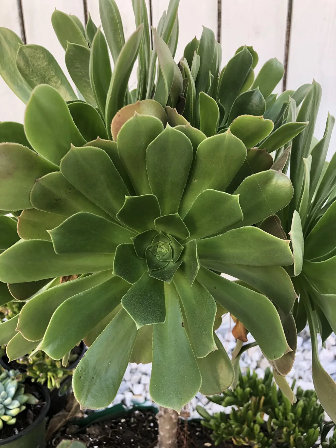 Blissful 5 Aeonium Undulatum Cuttings Sizes in Between 2" to 6" Diameter, Beautiful, Rare, Easy Growing, Drought Tolerant Succulent