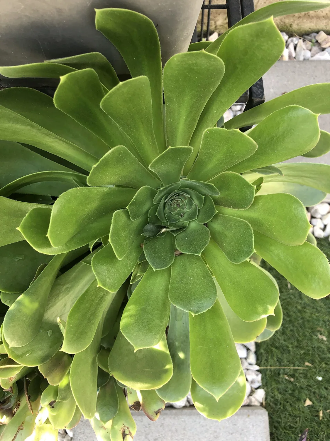 Blissful 5 Aeonium Undulatum Cuttings Sizes in Between 2" to 6" Diameter, Beautiful, Rare, Easy Growing, Drought Tolerant Succulent