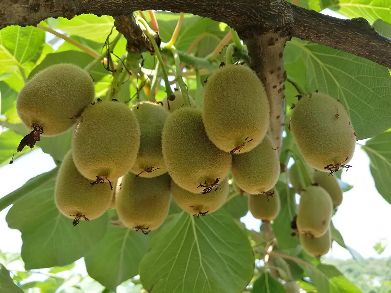 Fruit Seeds for Planting (1000+ Kiwi Fruit Seeds)