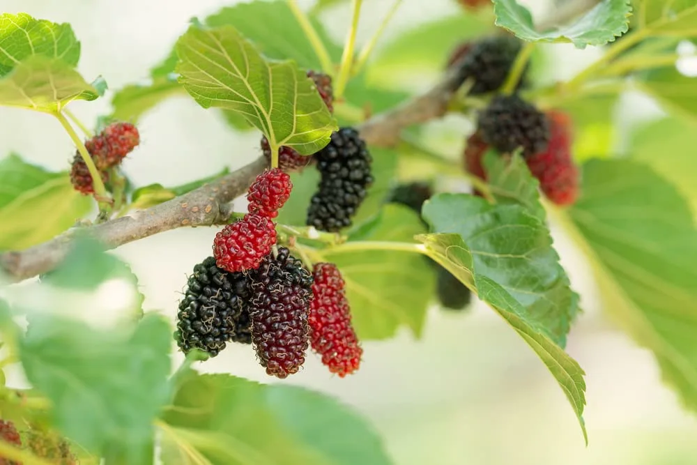 Fruit Seeds for Planting (100+ Mulberry Seeds)