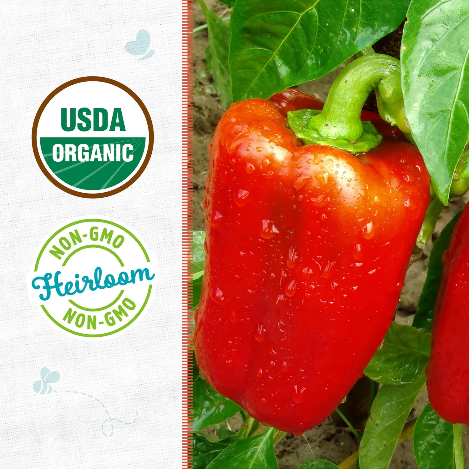 Seed Packet Bell Pepper 'Sweet Cal Wonder'