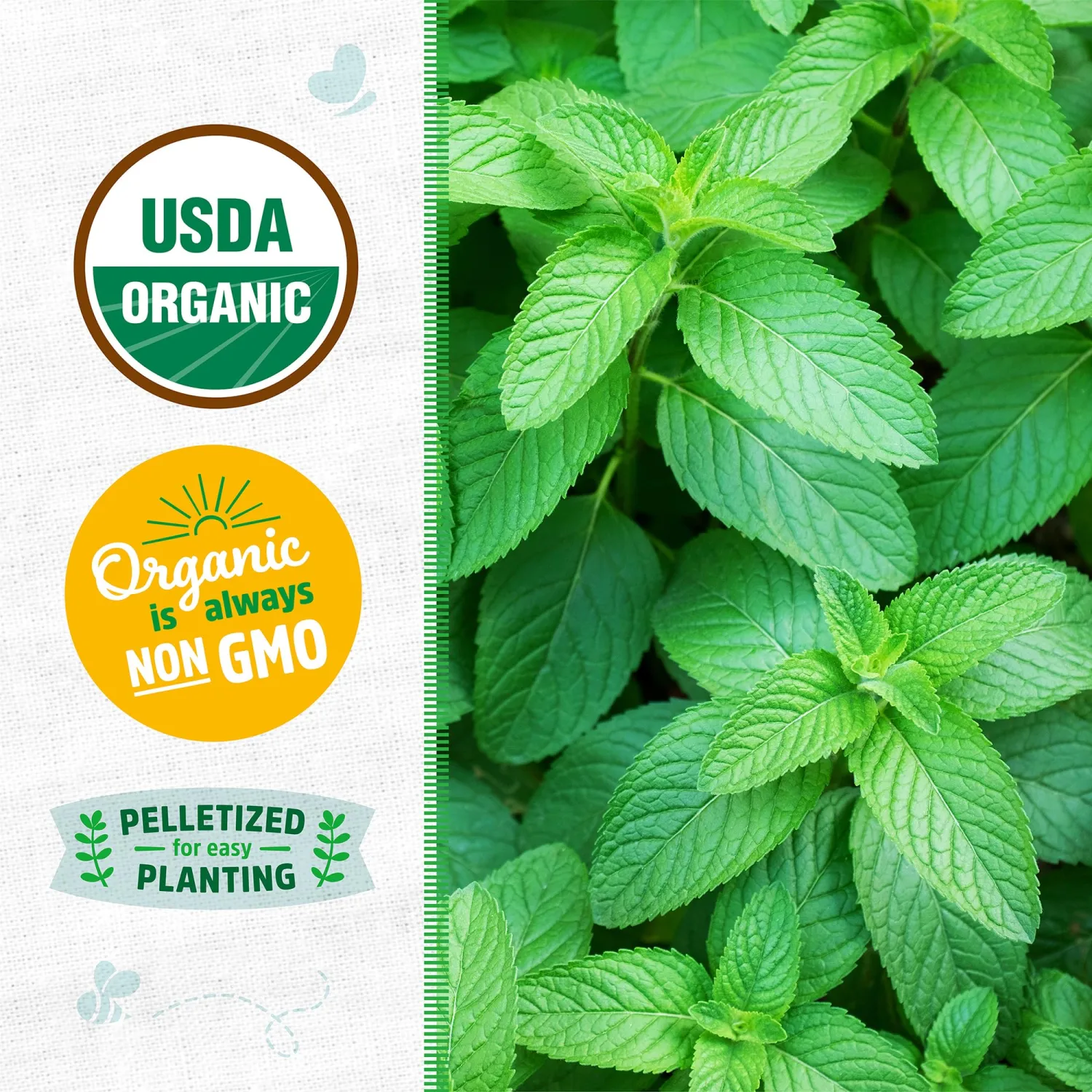 Seed Packet - Spearmint