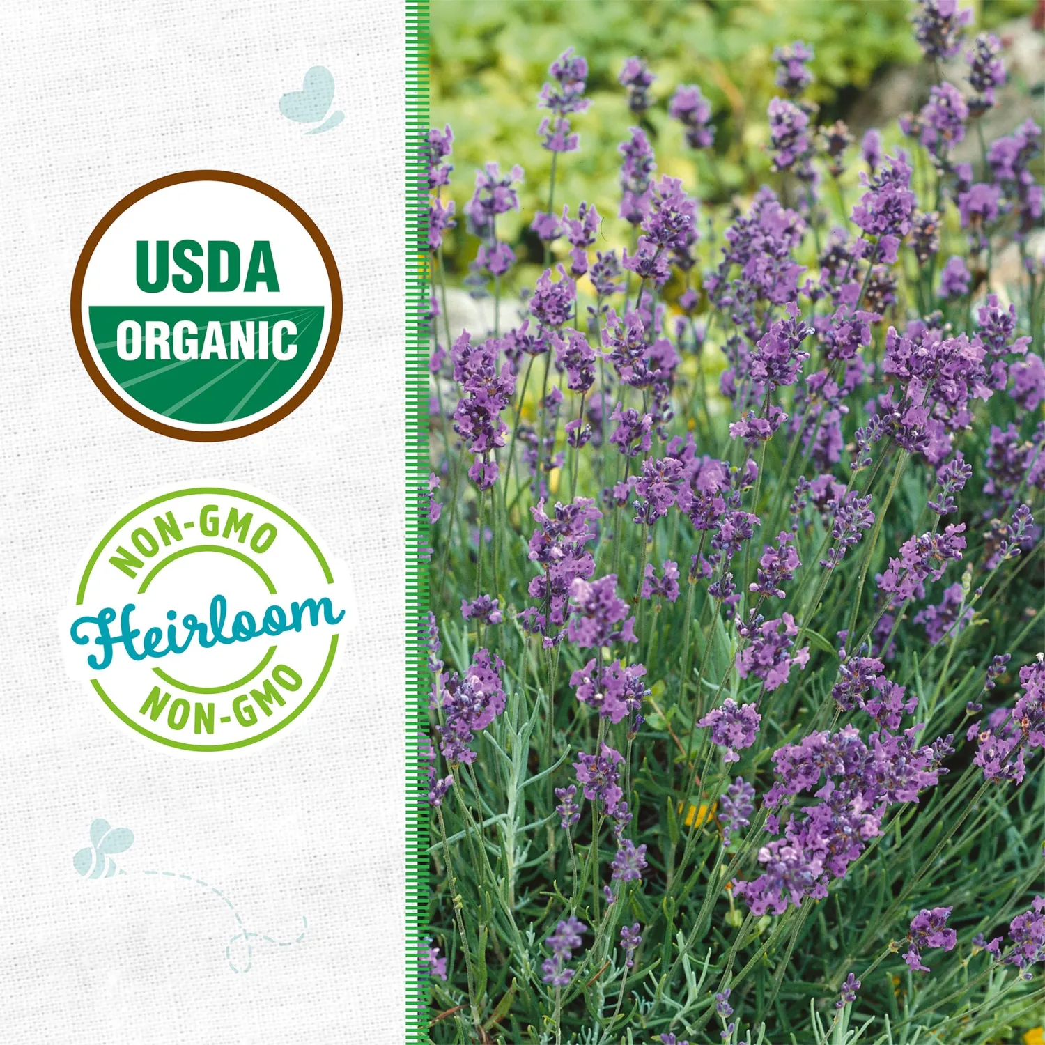 Seed Packet - Lavender 'English'