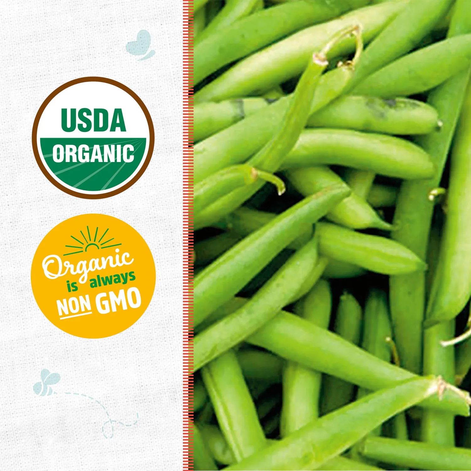 Back to the Roots - 100% Organic Seed Packet - Bean 'Tendergreen' 8.4g