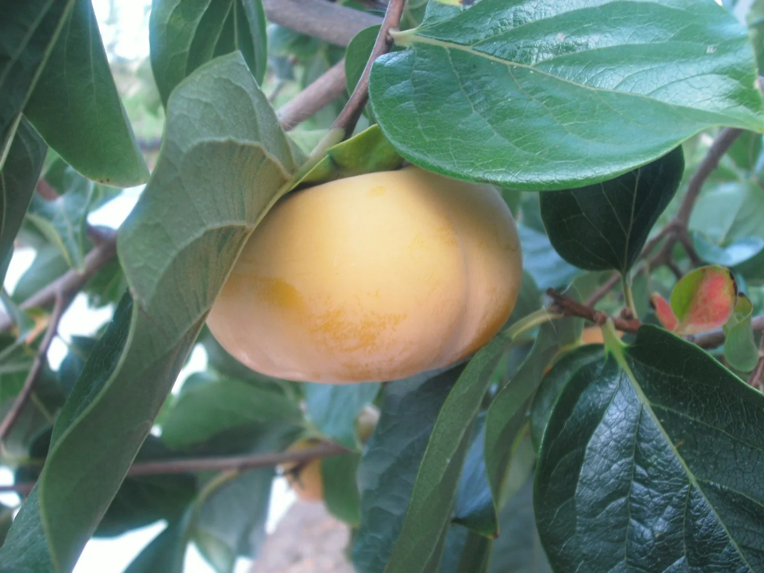 2 Packages of Fuyu Persimmon Seeds - 10 Seeds Per Package
